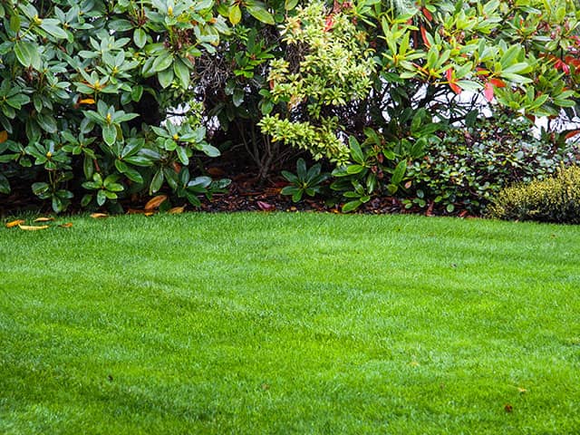 Expert lawn care