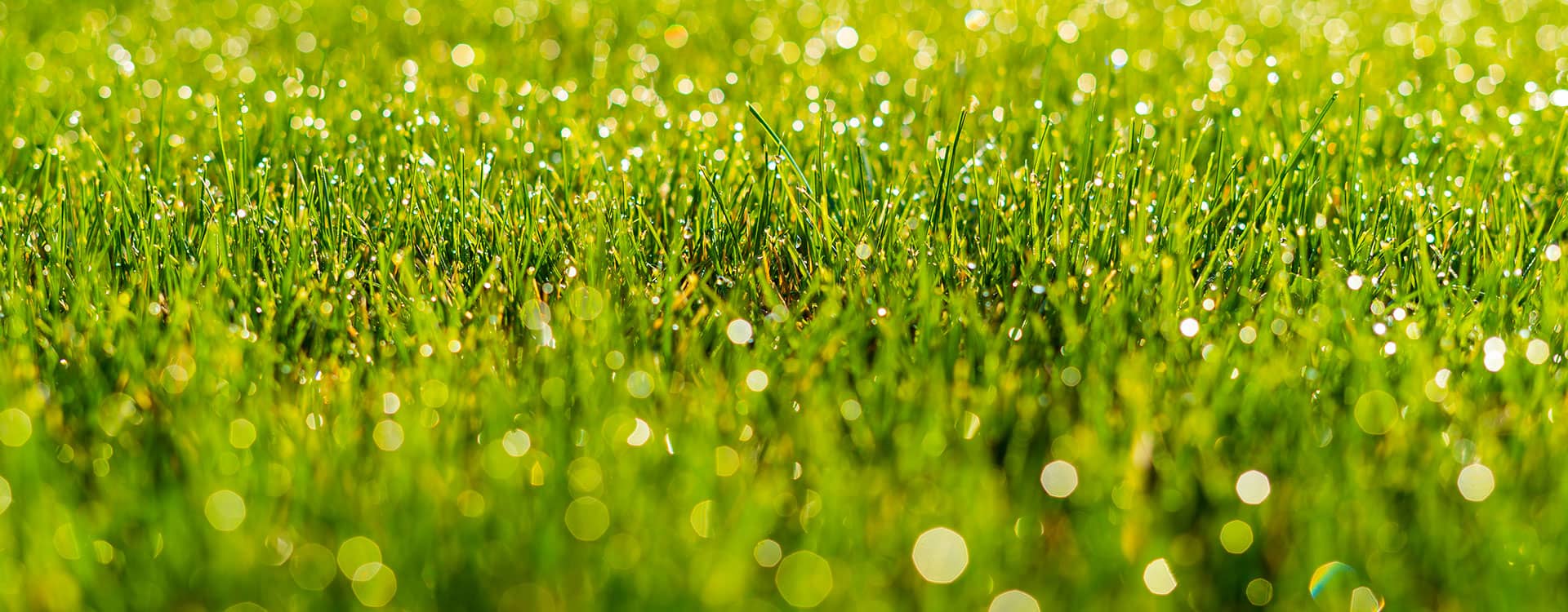 Lawn care company