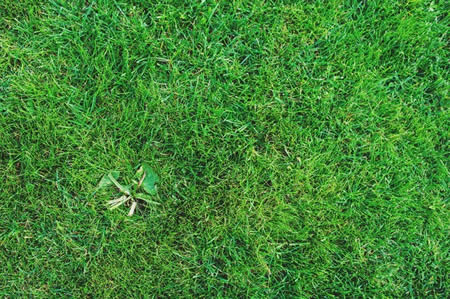 Hoover Weed Control Calendar: Month-by-Month Plan for a Weed-Free Lawn Thumbnail