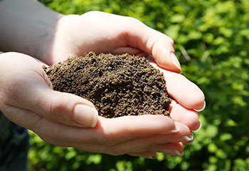 Fertilization
