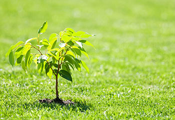Weed control